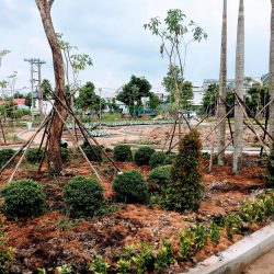 cay cong trinh