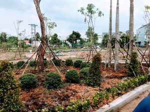 Cay Cong Trinh 300x225