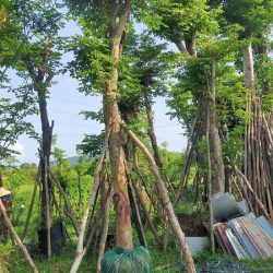 trang tri su kien