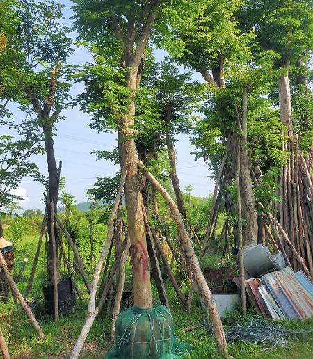 trang tri su kien